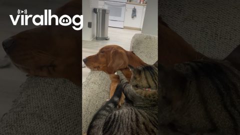 Cat Masseuse Gives Dog a Massage || ViralHog
