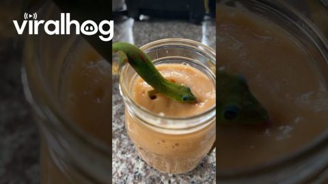 Geckos Eat Woman's Fruit Smoothie || ViralHog