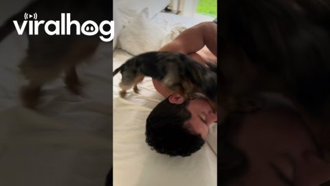 Miniature Dachshund Demands Morning Kisses || ViralHog