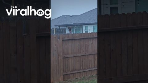Neighbor's Dog Peeks Over Fence to Look for Friends || ViralHog