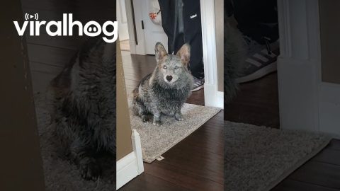 Muddy Corgi Has No Regrets || ViralHog