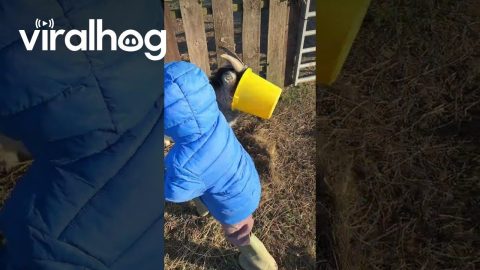 Gary The Goat Gets Bucket Stuck On Head || ViralHog