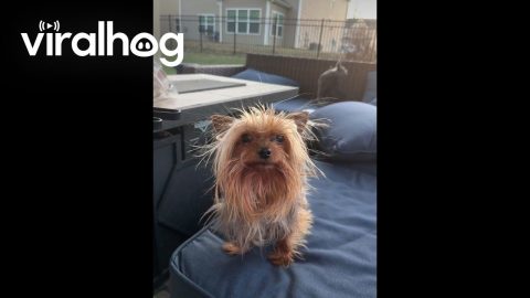 Photobombing Pup Steals the Spotlight || ViralHog