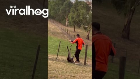 Melbourne Man Rescues Kangaroo Tangled In Fence || ViralHog