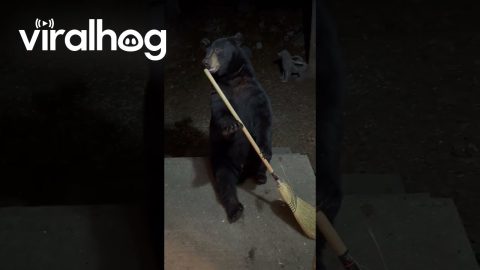 Black Bear Steals a Broom || ViralHog