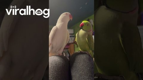 Passionate Parrots Show Their Love For Each Other || ViralHog