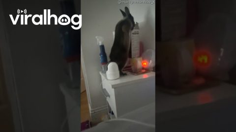 Mischievous Bunny Tumbles Off Table || ViralHog