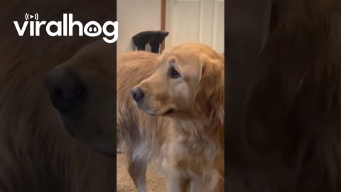 Golden Retriever Quivers At Lost Toy || ViralHog