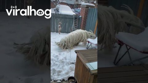 Komondor Zoomies in the Snow || ViralHog