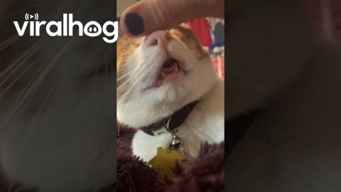 Cat Loves Forehead Scritches || ViralHog