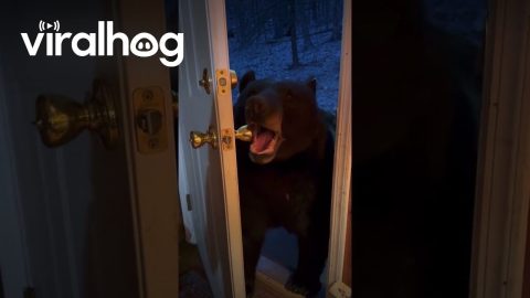 Polite Bear Closes Door On His Own || ViralHog