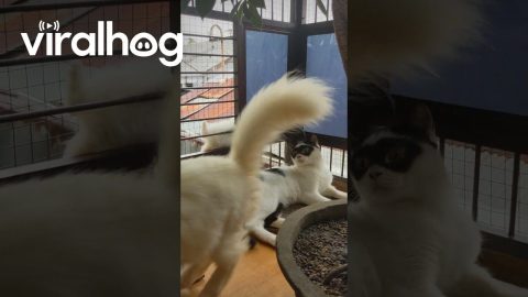 Little Kitten Gets Stuck Climbing Fence || ViralHog