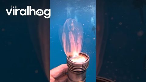Tiny Clear Jellyfish Dances In Torchlight || ViralHog