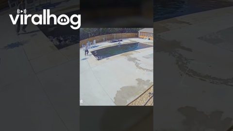 Our Puppy Forgot We Took the Cover Off the Pool || ViralHog
