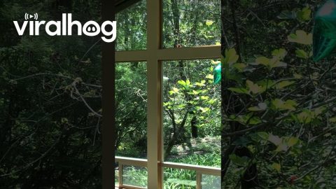 Woodpecker Knocks On Living Room Window || ViralHog