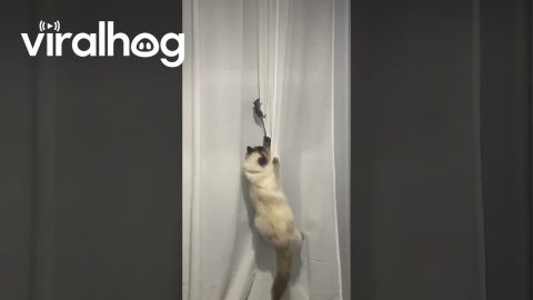 Cat Loses Mouse Inside || ViralHog