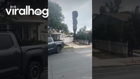 100-Year-Old Palm Tree Explodes When it Hits the Ground || ViralHog