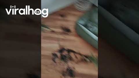 Dog Destroys Potted Plant || ViralHog