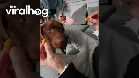 The World's Most Indecisive Labrador || ViralHog