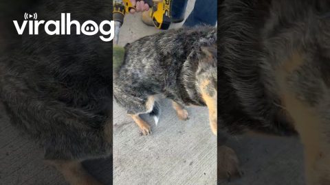 Drill-Powered Dog Grooming Trick || ViralHog