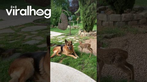 Two Gentle Dogs Watch Over a Rescued Fawn || ViralHog