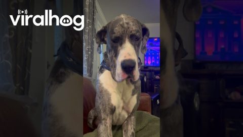 Great Dane Caught Stealing Food || ViralHog
