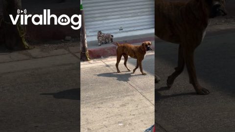 Dog Straight From Barbershop Strolls Streets || ViralHog
