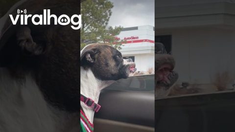 Boxer Dog Jowls Flapping in the Wind || ViralHog
