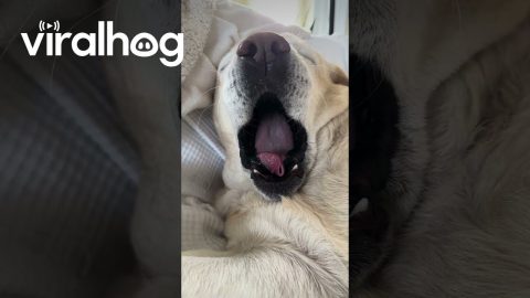 Yellow Lab Smacks Lips During Naptime || ViralHog