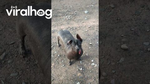 Hairless Dog Looks Like Animated Spirit Guide || ViralHog