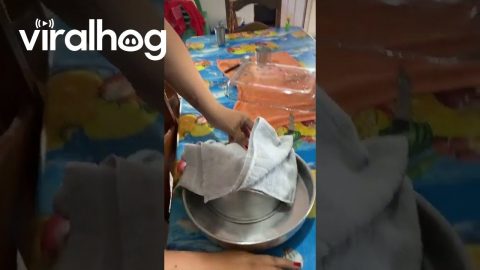 Attempt to Unmold Pudding Does Not Go as Planned || ViralHog