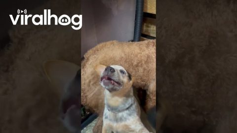 Heeler Protects Friend From Hair Dryer || ViralHog