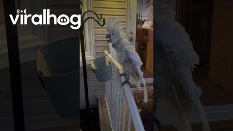 Cockatoo Reacts to Solar Eclipse || ViralHog
