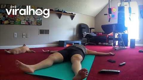 Cat Copies Resting Yogi's Pose || ViralHog