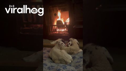 Two Lambs Warm Themselves by the Fireplace || ViralHog