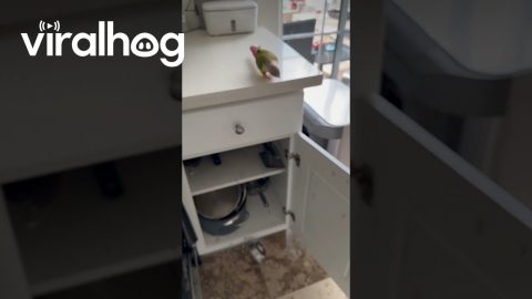 Picky Parrot Tosses Out His Food || ViralHog