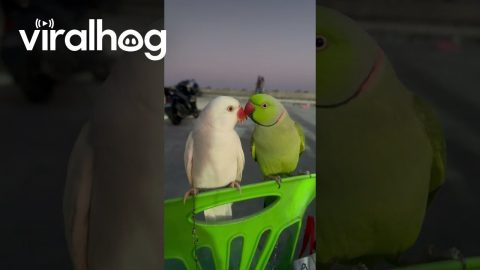 Parrots Mintee and Amber on a Date || ViralHog