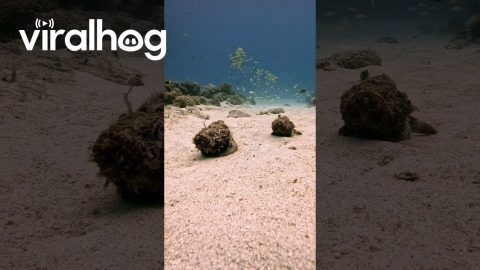 Scorpionfish Take a Stroll on the Sea Floor || ViralHog