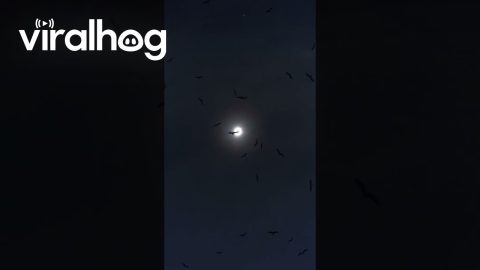 Photographer Captures Bird Flying in Front of Total Solar Eclipse || ViralHog