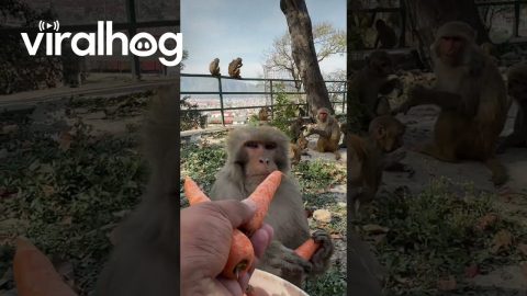 Feeding Carrots to a Group of Monkeys || ViralHog