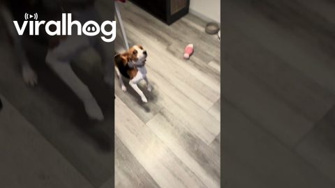 Beagle Puppy Sneaks Closer to Food Bowl During Training || ViralHog
