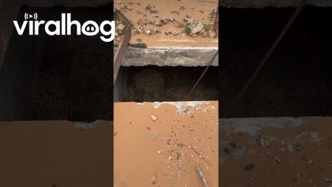 Owl Taking Flight Gives Guy a Fright || ViralHog