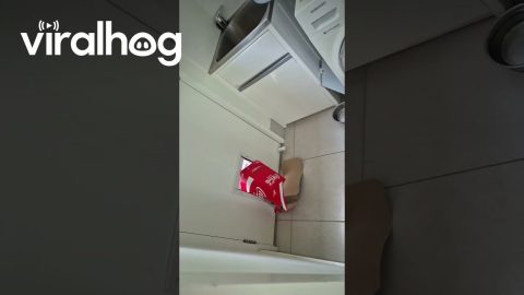 Pup Tries to Fit Cardboard Box Through Dog Door || ViralHog