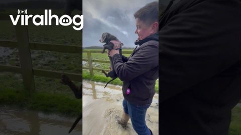 Sausage Dog Swims Laps While Being Carried Over Mud || ViralHog