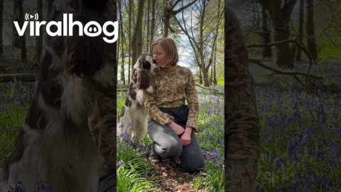 Cuddles with Bonnie the Springer Spaniel || ViralHog