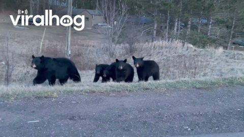 Busy Bear Family Of Five Crosses Road || ViralHog