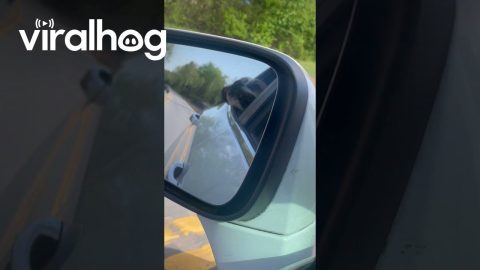 Mo Likes To Feel the Breeze || ViralHog