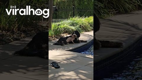 Bernedoodle and Sphynx Cat Cuddle by Pool || ViralHog