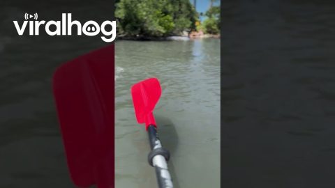 Kayakers Encounter Friendly Manatees || ViralHog