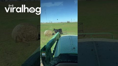Calf Gets Stuck in Hay Bale Feeder || ViralHog
